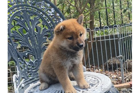 成約済の岡山県の柴犬-243069の3枚目