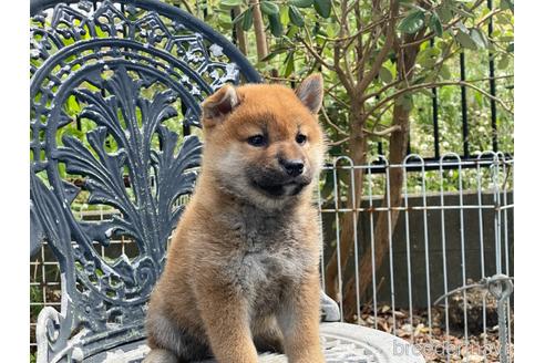 成約済の岡山県の柴犬-243069の2枚目