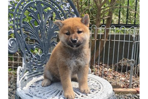 成約済の岡山県の柴犬-243069の1枚目