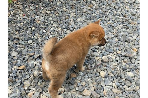 成約済の岡山県の柴犬-243069の4枚目