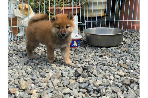 成約済の岡山県の柴犬-243069の5枚目