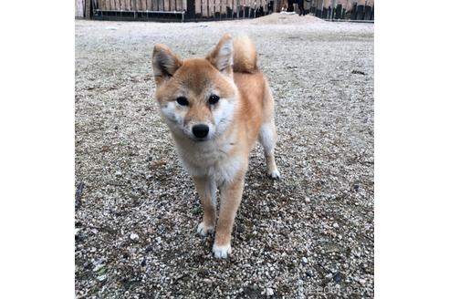 ユメちゃん1枚目