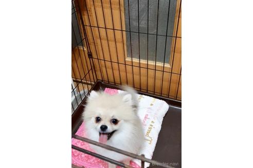成約済の兵庫県のポメラニアン-241311の2枚目