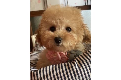 成約済の福岡県のタイニープードル-234737の3枚目