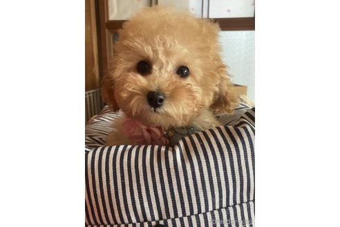 成約済の福岡県のタイニープードル-234737