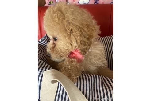 成約済の福岡県のタイニープードル-234737の2枚目