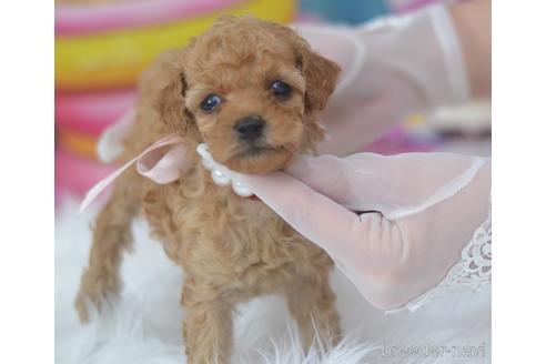販売中の埼玉県のティーカッププードル-243157