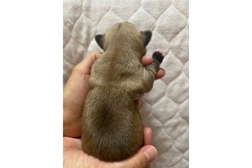 成約済の千葉県のチワワ(スムースコート)-242130の74枚目