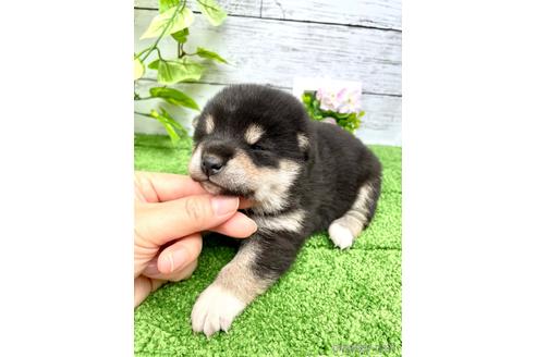 成約済のの柴犬-243179