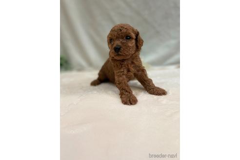 子犬