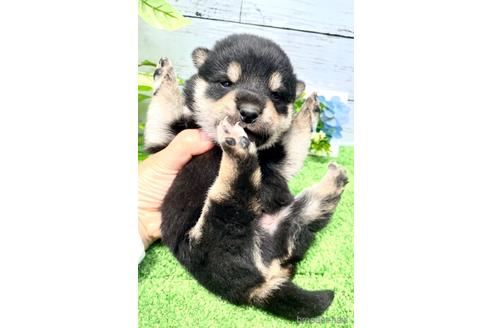 成約済の埼玉県の柴犬-243202の2枚目