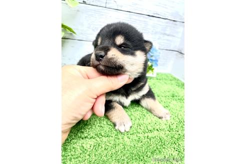 成約済の埼玉県の柴犬-243202の3枚目