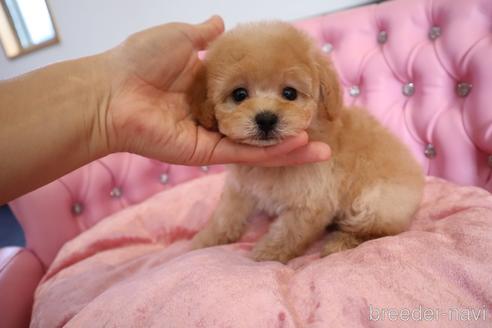 成約済の茨城県のタイニープードル-243201の11枚目