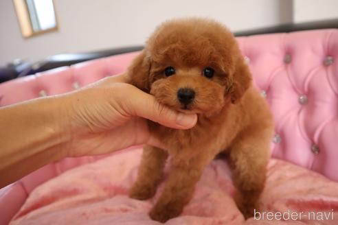 成約済の茨城県のタイニープードル-243203の17枚目
