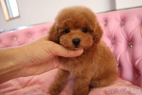 成約済の茨城県のタイニープードル-243203の8枚目