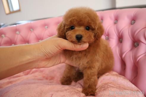 成約済の茨城県のタイニープードル-243203の7枚目
