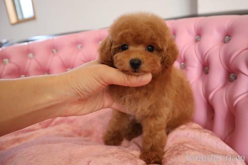 成約済の茨城県のタイニープードル-243203の4枚目