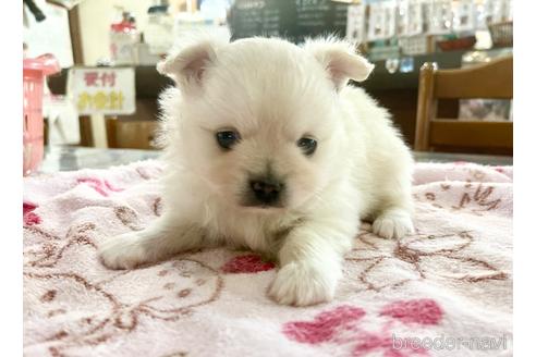 販売中の長野県のポメチワ:ポメラニアン×チワワ-243291