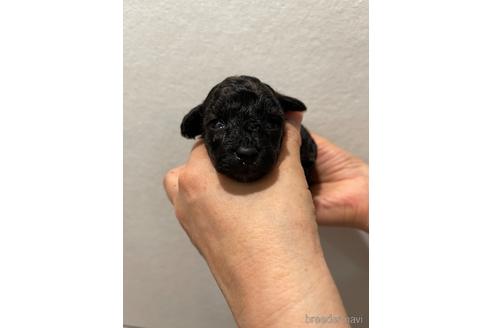 販売中の香川県のタイニープードル-243308