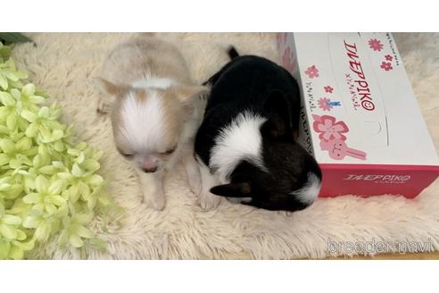 成約済の埼玉県のチワワ(スムースコート)-243316の15枚目