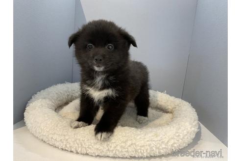成約済の北海道のミックス犬-243317の2枚目