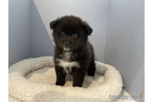 成約済の北海道のミックス犬-243317の3枚目