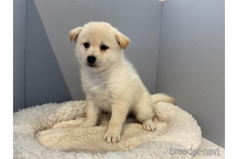 成約済の北海道のミックス犬-243319の2枚目