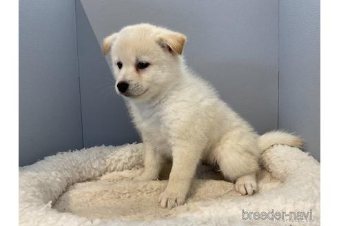 成約済の北海道のミックス犬-243319の3枚目