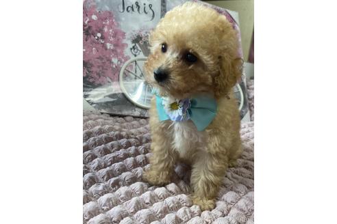 成約済の福岡県のトイプードル-234739