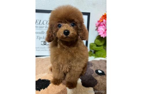 成約済の岡山県のティーカッププードル-232844の5枚目