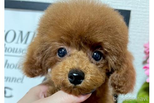 成約済の岡山県のティーカッププードル-232844の4枚目