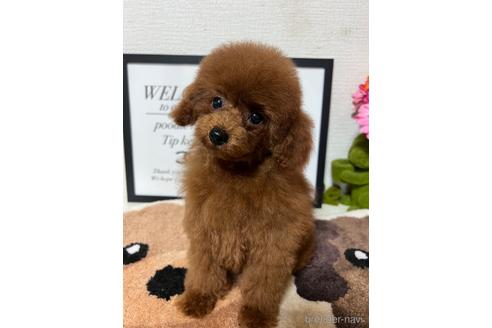成約済の岡山県のティーカッププードル-232844の2枚目