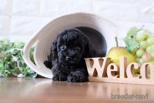 成約済の滋賀県のトイプードル-243418の1枚目