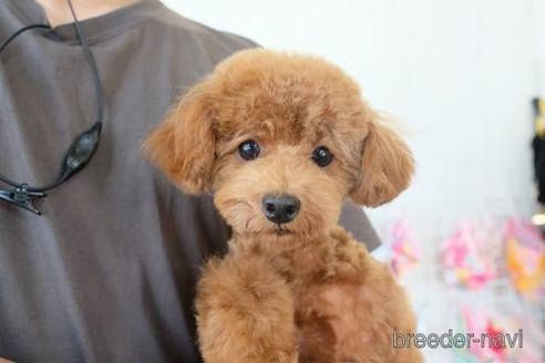 成約済の滋賀県のトイプードル-243418の2枚目