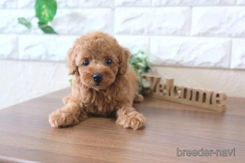 成約済の滋賀県のトイプードル-240637の1枚目