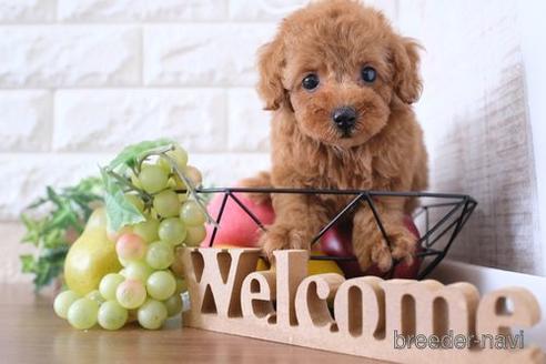 成約済の滋賀県のトイプードル-240637の6枚目