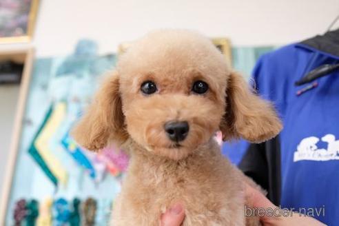 成約済の滋賀県のトイプードル-240637の4枚目