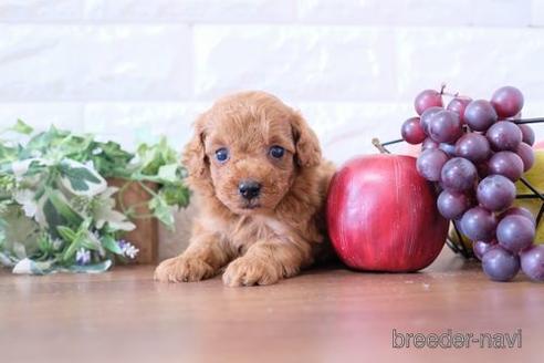 成約済の滋賀県のトイプードル-240637の3枚目