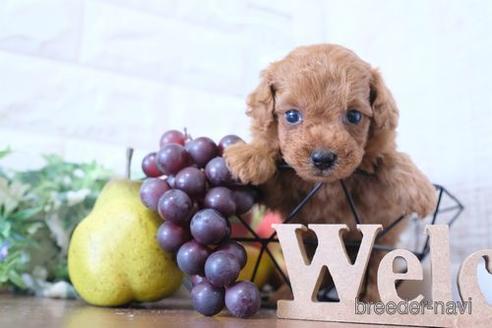 成約済の滋賀県のトイプードル-240637の2枚目
