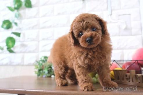 成約済の滋賀県のトイプードル-240661