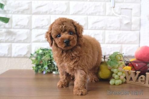 成約済の滋賀県のトイプードル-240661の6枚目