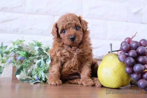 成約済の滋賀県のトイプードル-240661の3枚目