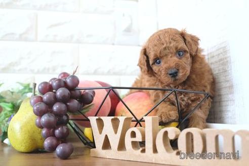 成約済の滋賀県のトイプードル-240661の2枚目