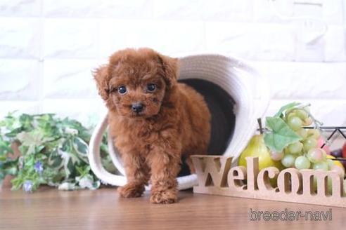 成約済の滋賀県のトイプードル-240662