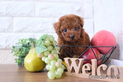 成約済の滋賀県のトイプードル-240662の6枚目