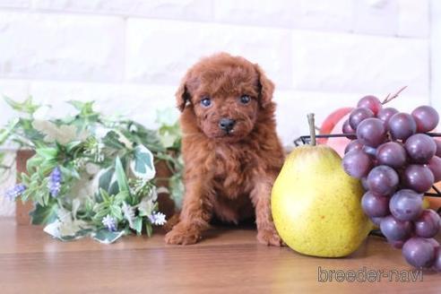 成約済の滋賀県のトイプードル-240662の3枚目