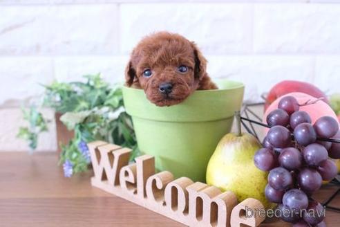 成約済の滋賀県のトイプードル-240662の2枚目