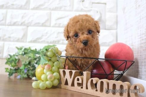 成約済の滋賀県のトイプードル-240666