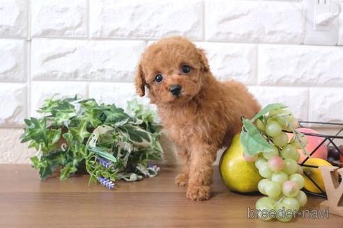 成約済の滋賀県のトイプードル-240666の6枚目