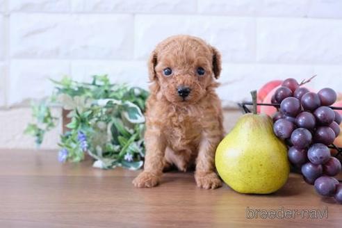 成約済の滋賀県のトイプードル-240666の3枚目